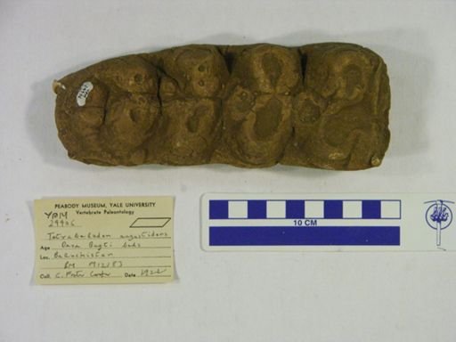 Tetrabelodon angustidens