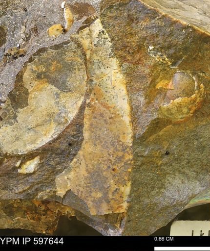 undet. Bivalvia