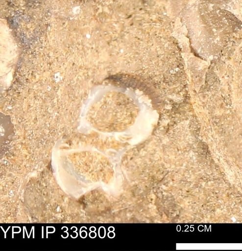 undet. Mollusca