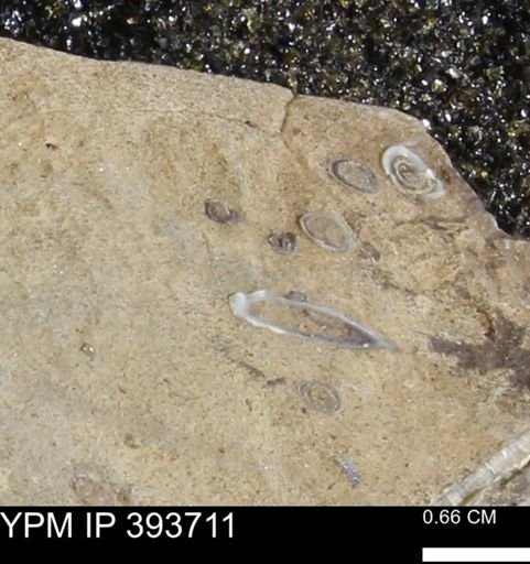undet. Serpulidae