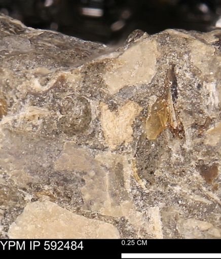 undet. Mollusca