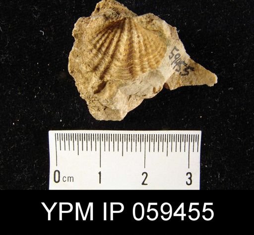 Spirifer duodenarius
