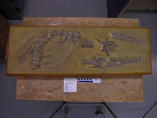 Platecarpus ictericus