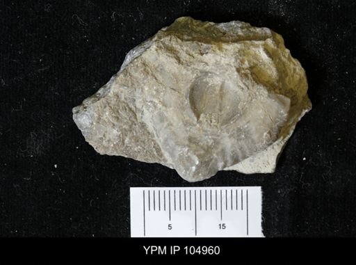 Strophomena fluctuosa