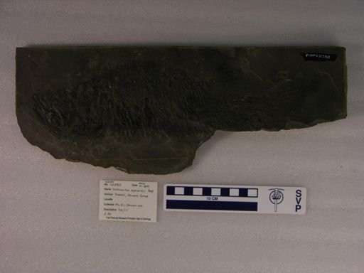 Semionotus agassizii