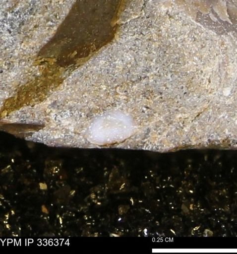 undet. Mollusca