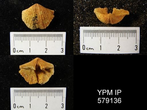 Syringothyris?