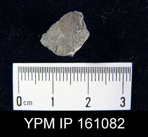 Dalmanella testudinaria