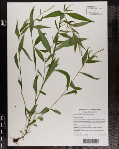 Persicaria punctata