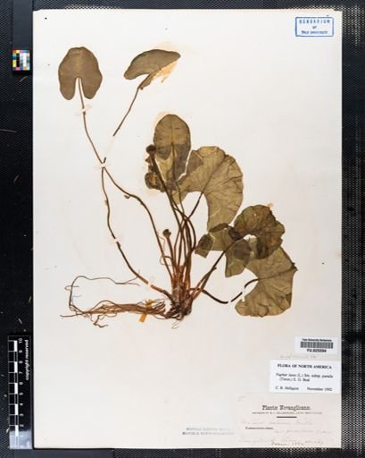 Nuphar lutea pumila