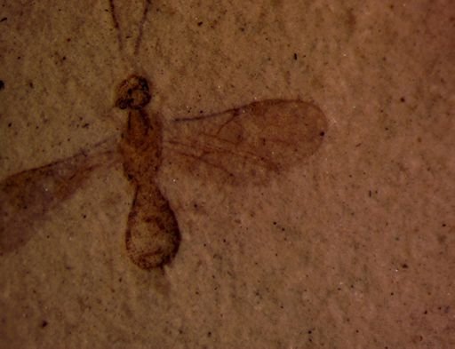 undet. Hymenoptera