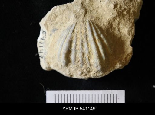 Rhynchotrema capax