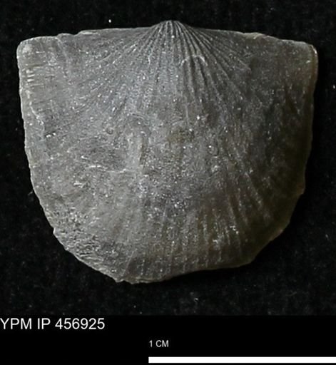 Stropheodonta sp.