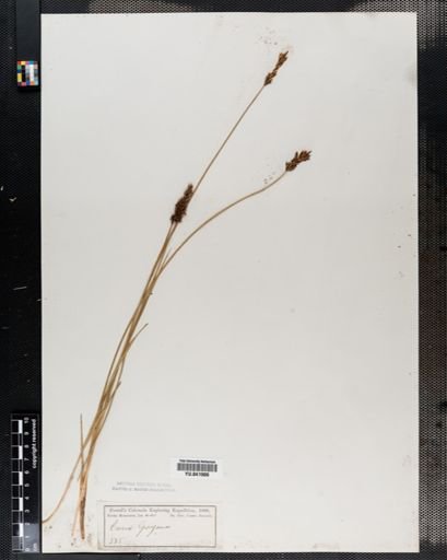 Carex