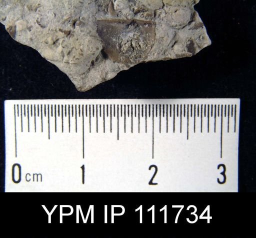 Brachyprion leda