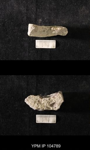 Plectambonites sericeus