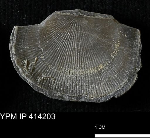 Devonochonetes mucronatus?