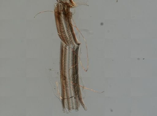 Elimia virginica