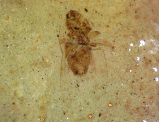 undet. Hemiptera