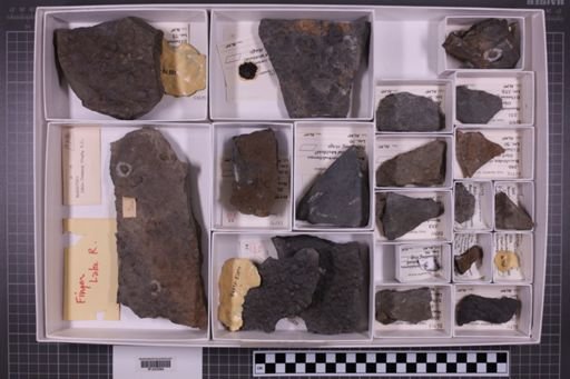 mixed taxa, stratigraphic collection