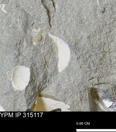 undet. Bivalvia