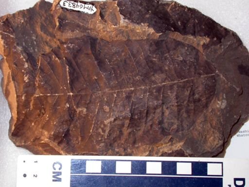 Angiospermopsida