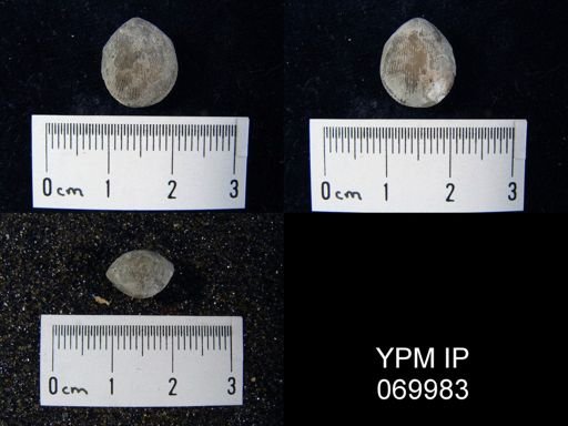 Catazyga anticostiensis