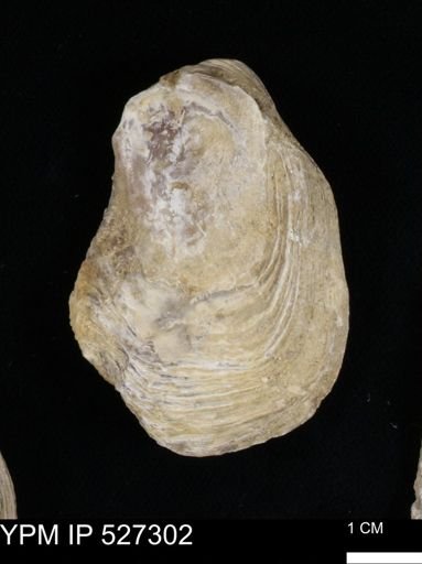 Gryphaea mucronata