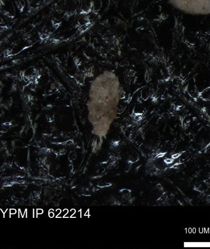 undet. Foraminiferida