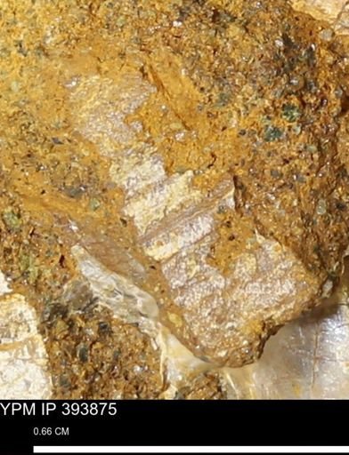 undet. Mollusca