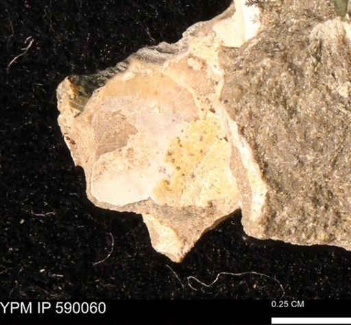 Inoceramus barabini