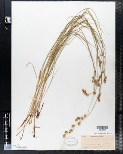 Carex straminea