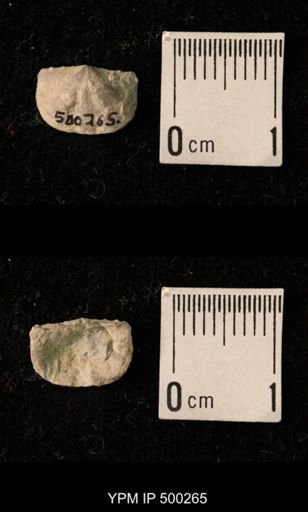 Mesolobus mesolobus decipiens