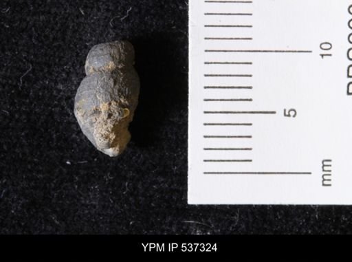 Goniobasis ortmanni