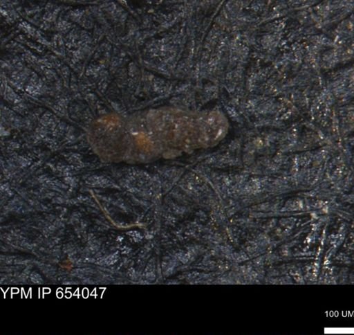 Verneuilinoides hectori