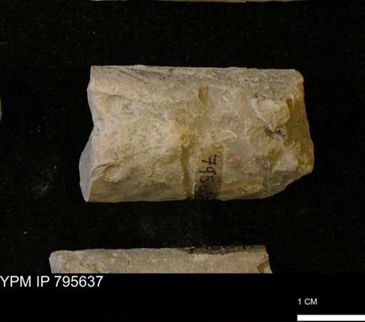 Baculites sp.