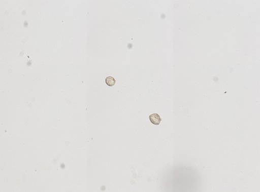 Cittotaenia pectinata