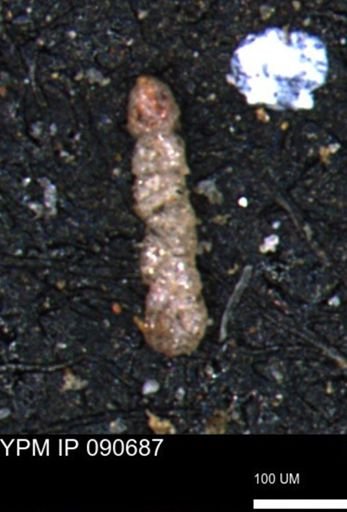 Ammobaculoides phaulus