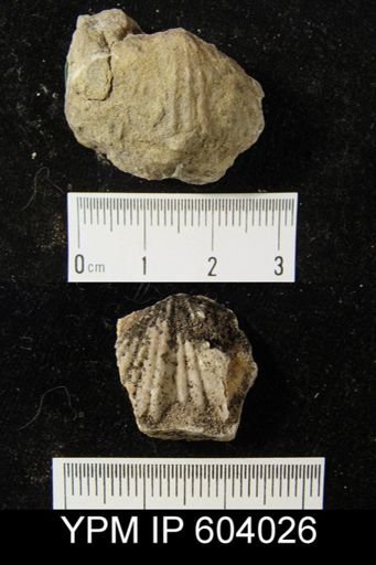 Platystrophia biforata