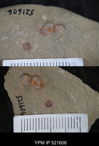 Phyllocystis?