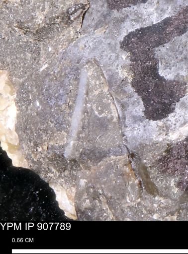 undet. Mollusca