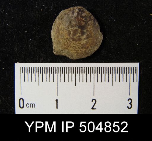 Schizobolus?