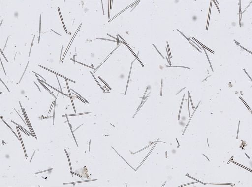 Suberitidae