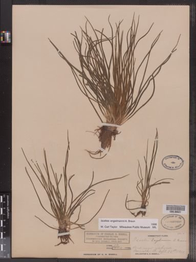 Isoetes engelmannii