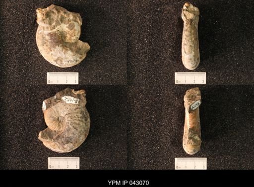 Hoploscaphites nicolletii