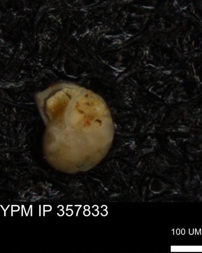 undet. Foraminiferida