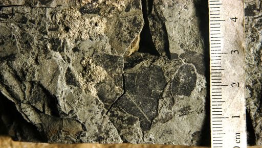Hufelandia portoricensis