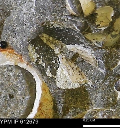 undet. Bivalvia