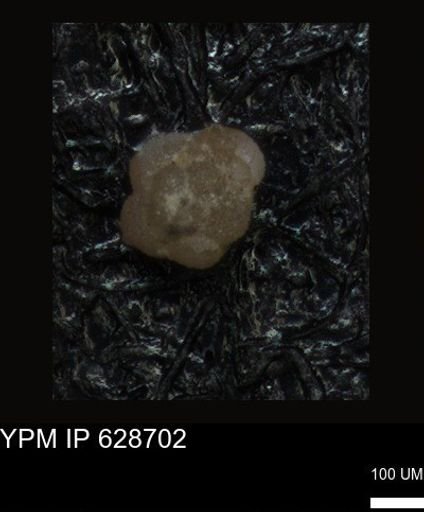undet. Foraminiferida