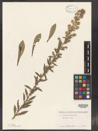 Solidago puberula